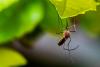 Jak odstraszyć komary? Co na komary do domu?
