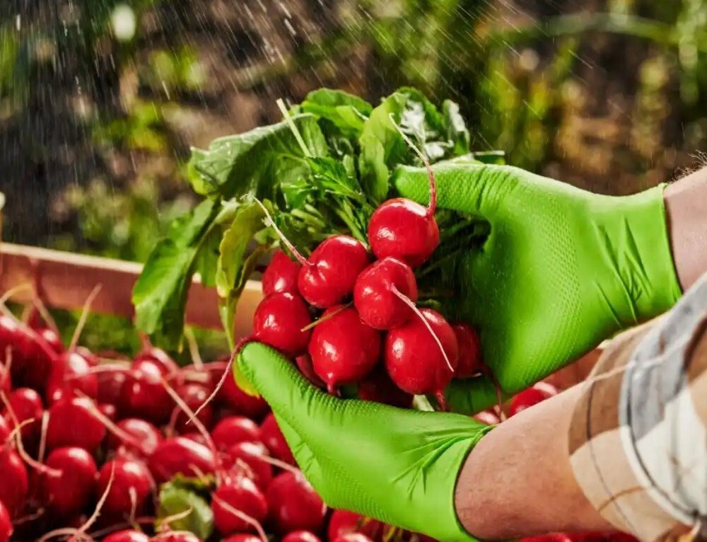 Rękawice nitrylowe, bezpudrowe Mercator gogrip zielone rozmiar XXL (50 sztuk)