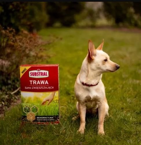 Trawa samo zagęszczająca Substral renowacyjna 1 kg